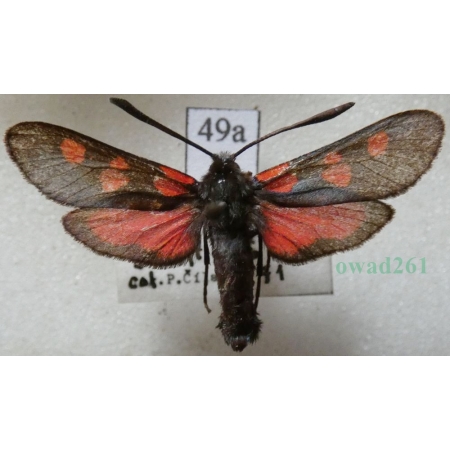 Zygaena trifolii (Esper, 1783) Kraśnik pięcioplamek Czech49a